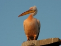 Pelikaan
