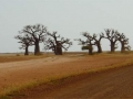 7 heilige baobabbomen