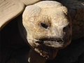 Schildpad