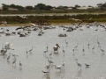 Watervogels