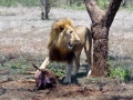 Leeuw Swaziland