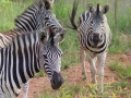 Zebras Swaziland