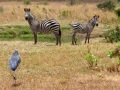 Tanzania Zebra