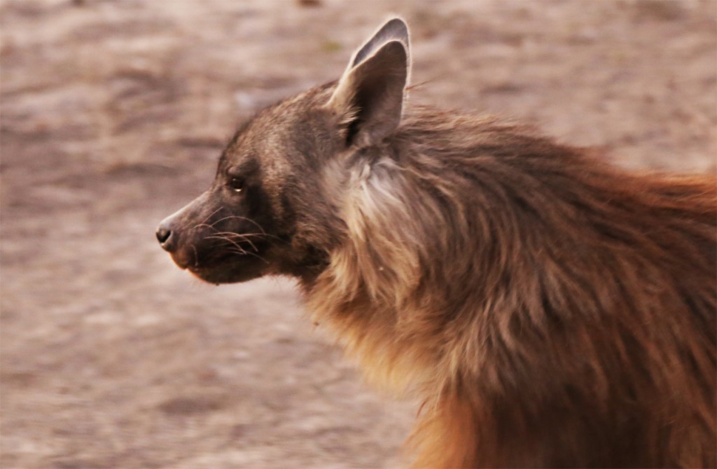 Brown Hyena