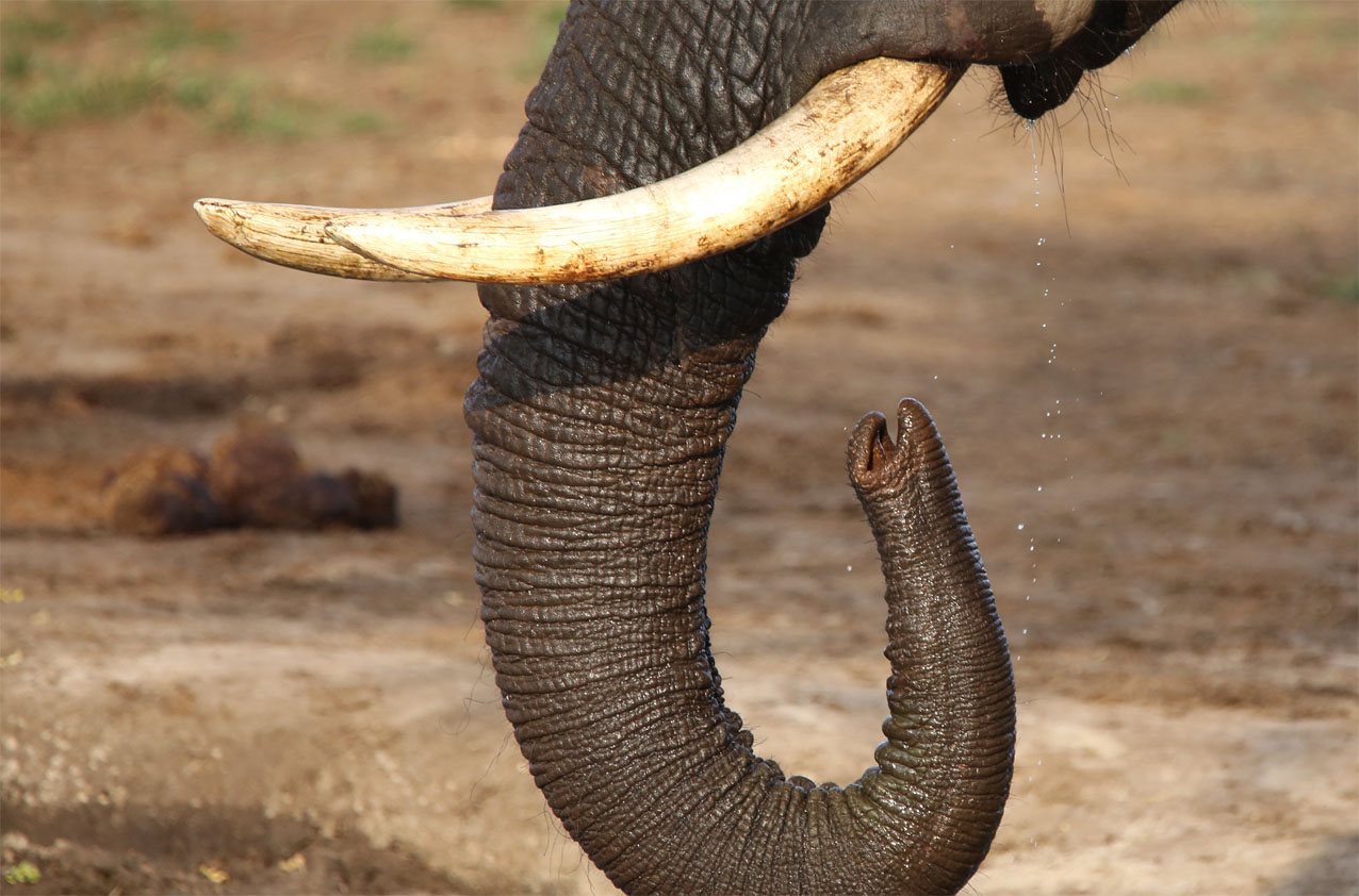 Iconische Namibische olifant Voortrekker gedood door trofeejager