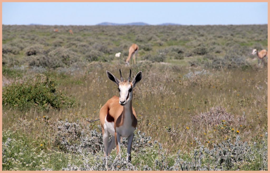 Springbok Etosha