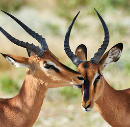 Groepsrondreis NamibiÃ« kampeer