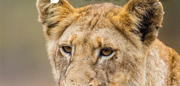 Reisgids Ontdek Mijn Afrika | OOG VOOR AFRIKA Publications