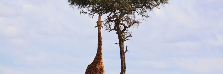 A Wildlife Adventure in Kenya