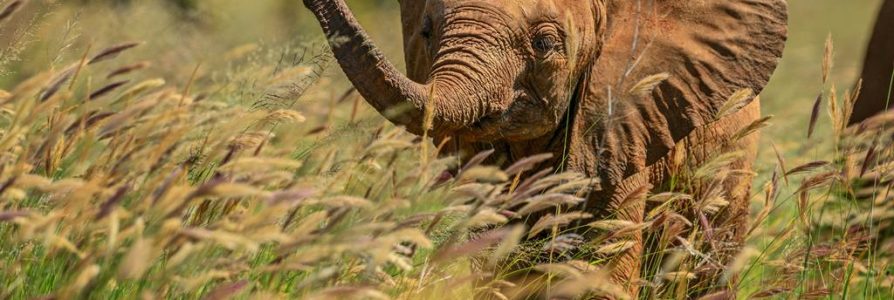 9 daagse safari Tsavo & Taita