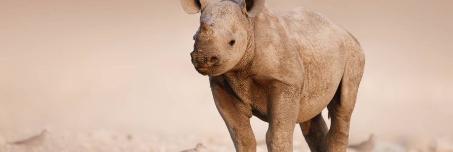 Reis door Namibië in 2 weken