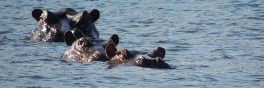 Veelzijdige safarireis door Botswana