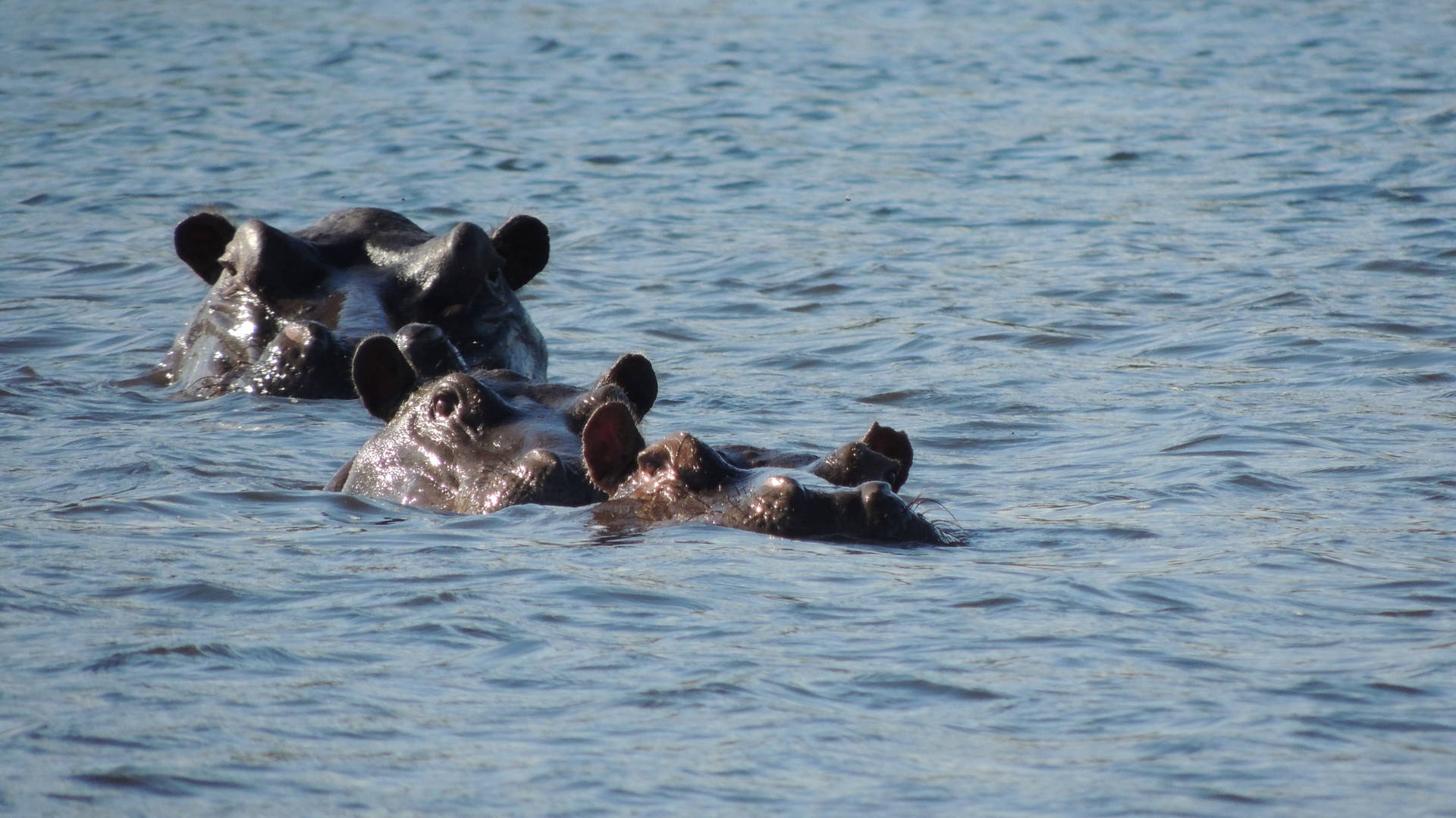 Veelzijdige safarireis door Botswana