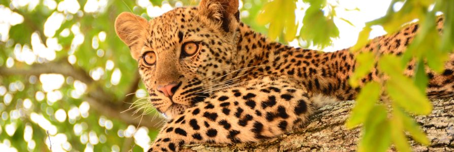 Safarireis door het oosten van Zuid-Afrika