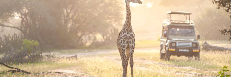 Safarireis door de wildparken van Zuid-Afrika