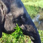 Zimbabwe olifant