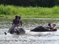 Zimbabwe olifanten bad
