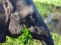 Zimbabwe olifant