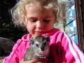 Zimbabwe dassie
