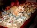 Zimbabwe geld