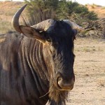 Foto Zuid Afrika wildebeest