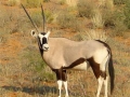 Zuid Afrika gemsbok