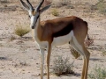 Zuid Afrika springbok