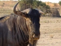Zuid Afrika wildebeest