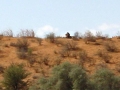 Zuid Afrika leeuw