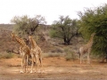 Zuid Afrika giraffe