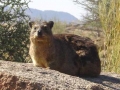 Zuid Afrika dassie
