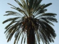 Zuid Afrika palm