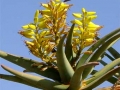 Zuid Afrika bloem
