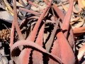 Zuid Afrika plant