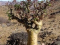 Zuid Afrika boom