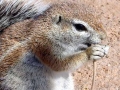 Kalahari marmot 2