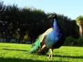 Pauw