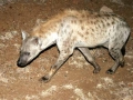 Hyena