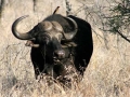 Buffel