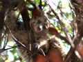 Bushbaby