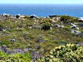 Fynbos