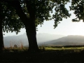 Bomen