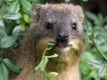 Dassie